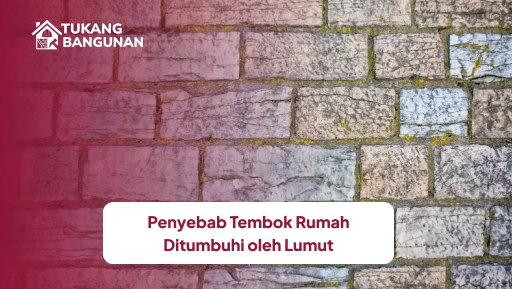 Penyebab Tembok Rumah Ditumbuhi oleh Lumut