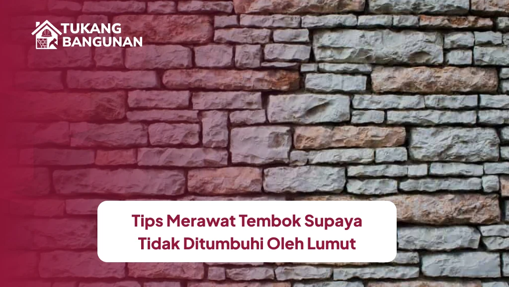 Tips Merawat Tembok Supaya Tidak Ditumbuhi Oleh Lumut